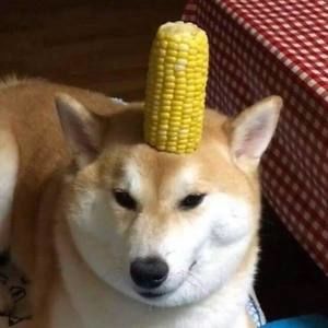 Meet your Posher, Tony